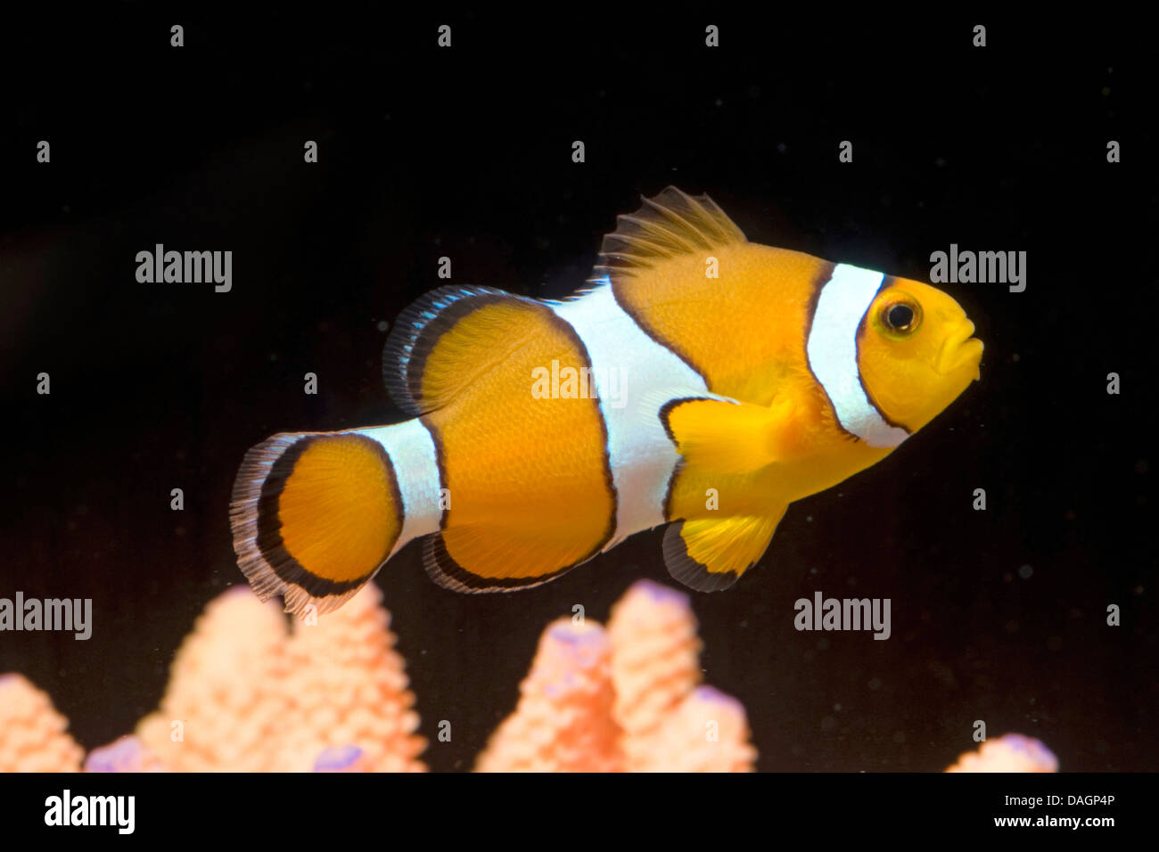 Orange clownfish, Clown anemonefish (Amphiprion percula), swimming above coral Stock Photo