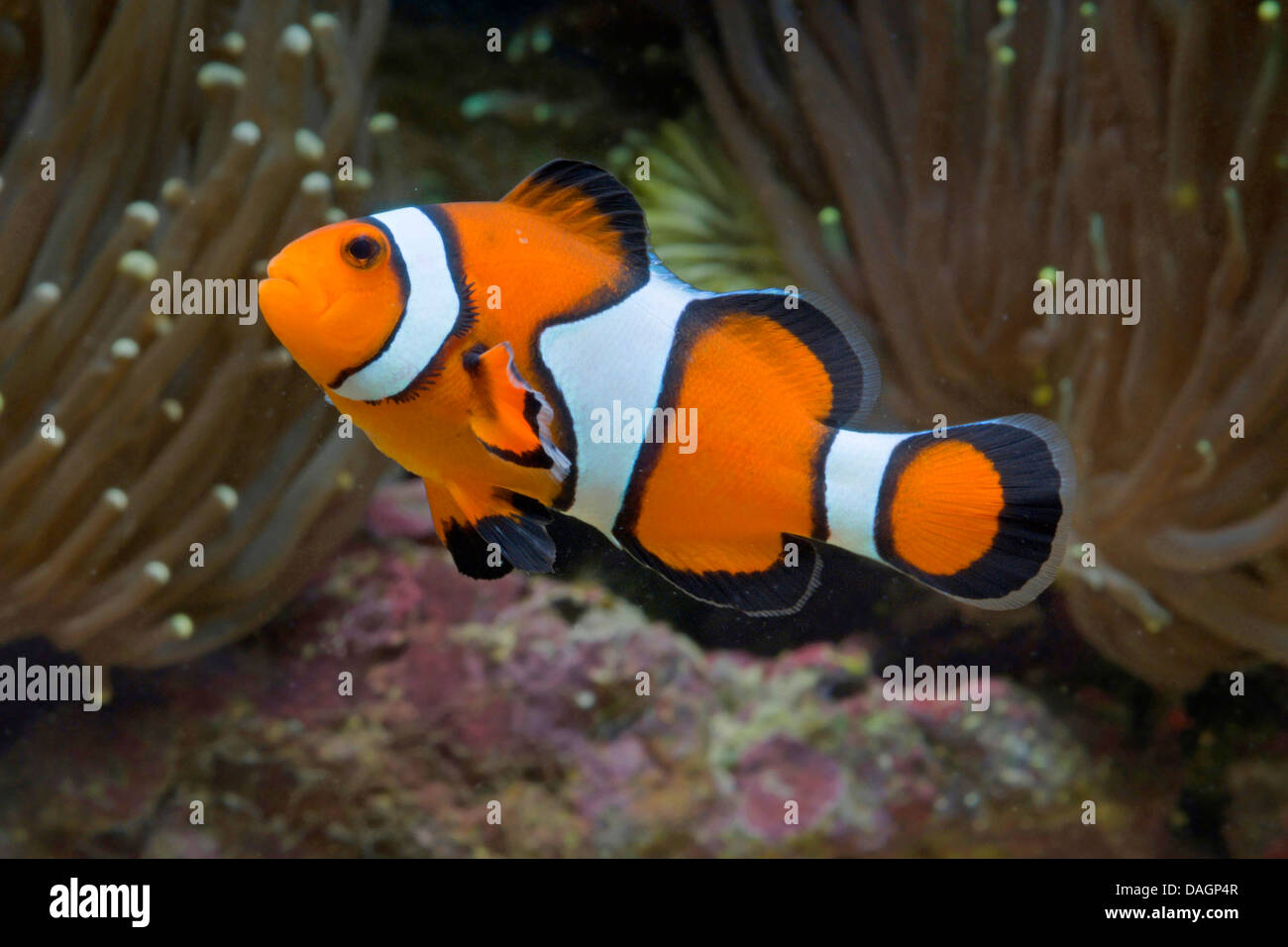 Orange clownfish, Clown anemonefish (Amphiprion percula), amongst the tentacles of a sea anemone Stock Photo