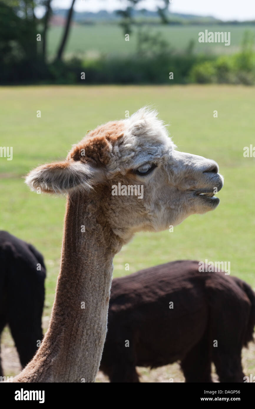 Alpaca (Vicugna pacos). Portrait, after recent annual shearing. Stock Photo
