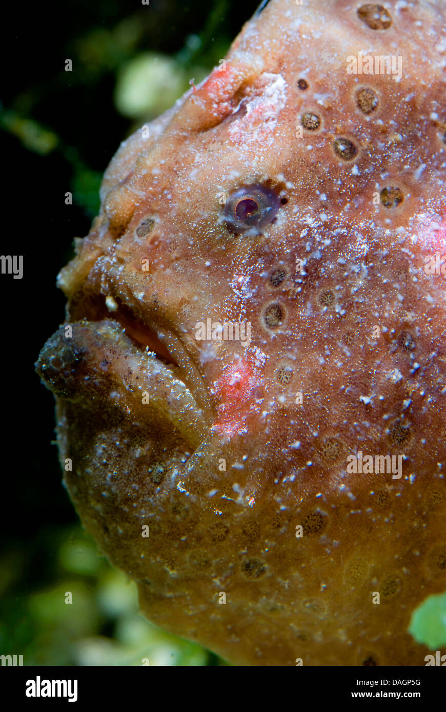 Frogfish (Antennarius spec,), portrait Stock Photo