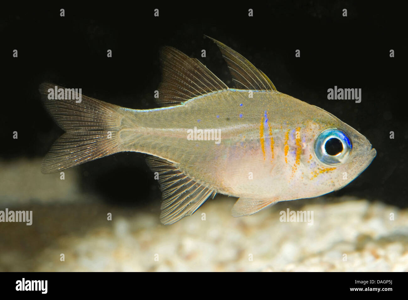 Threadfin cardinalfish (Apogon leptacanthus), swimming Stock Photo