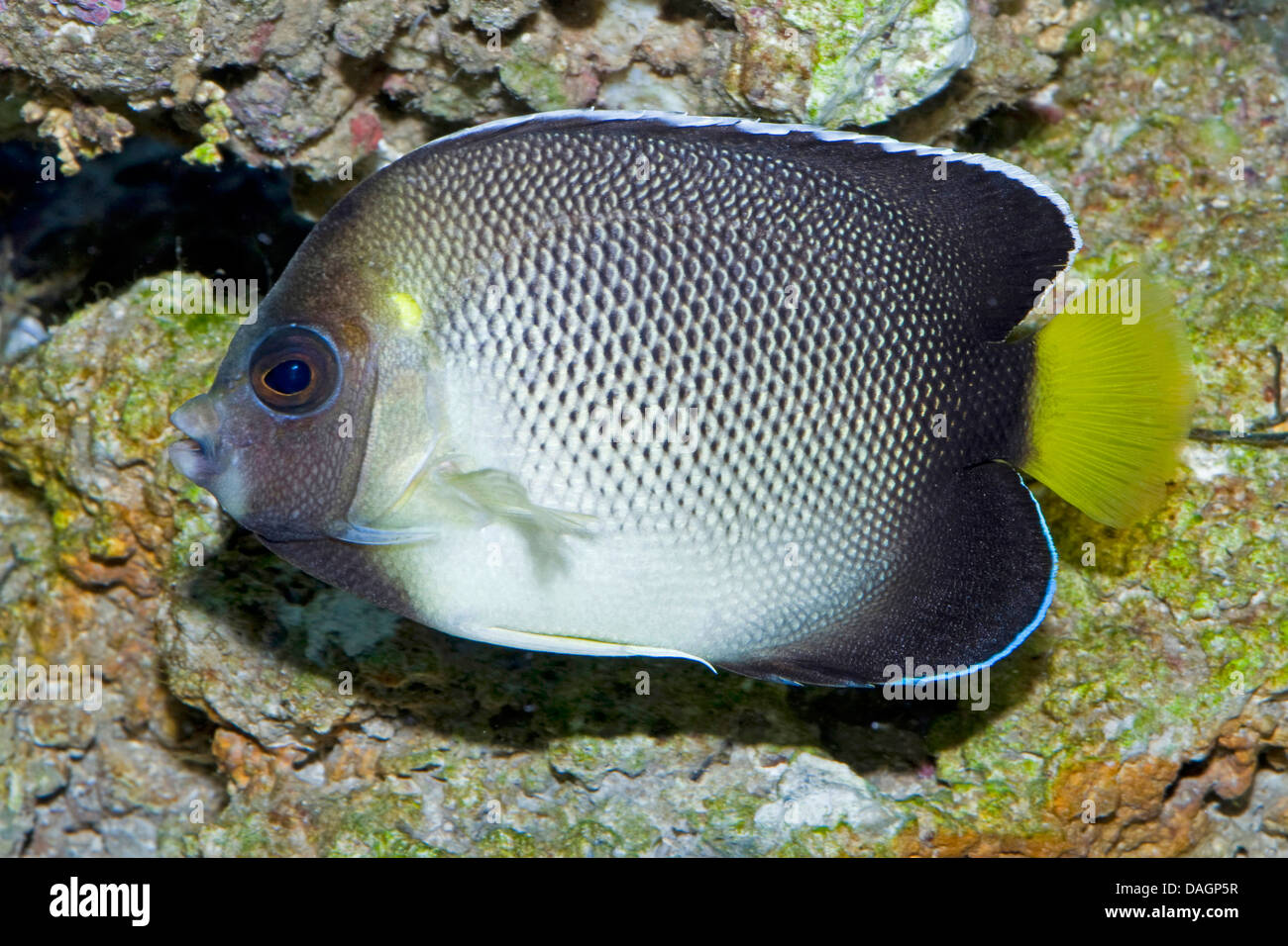 Apolemichthys xanthurus hires stock photography and images Alamy
