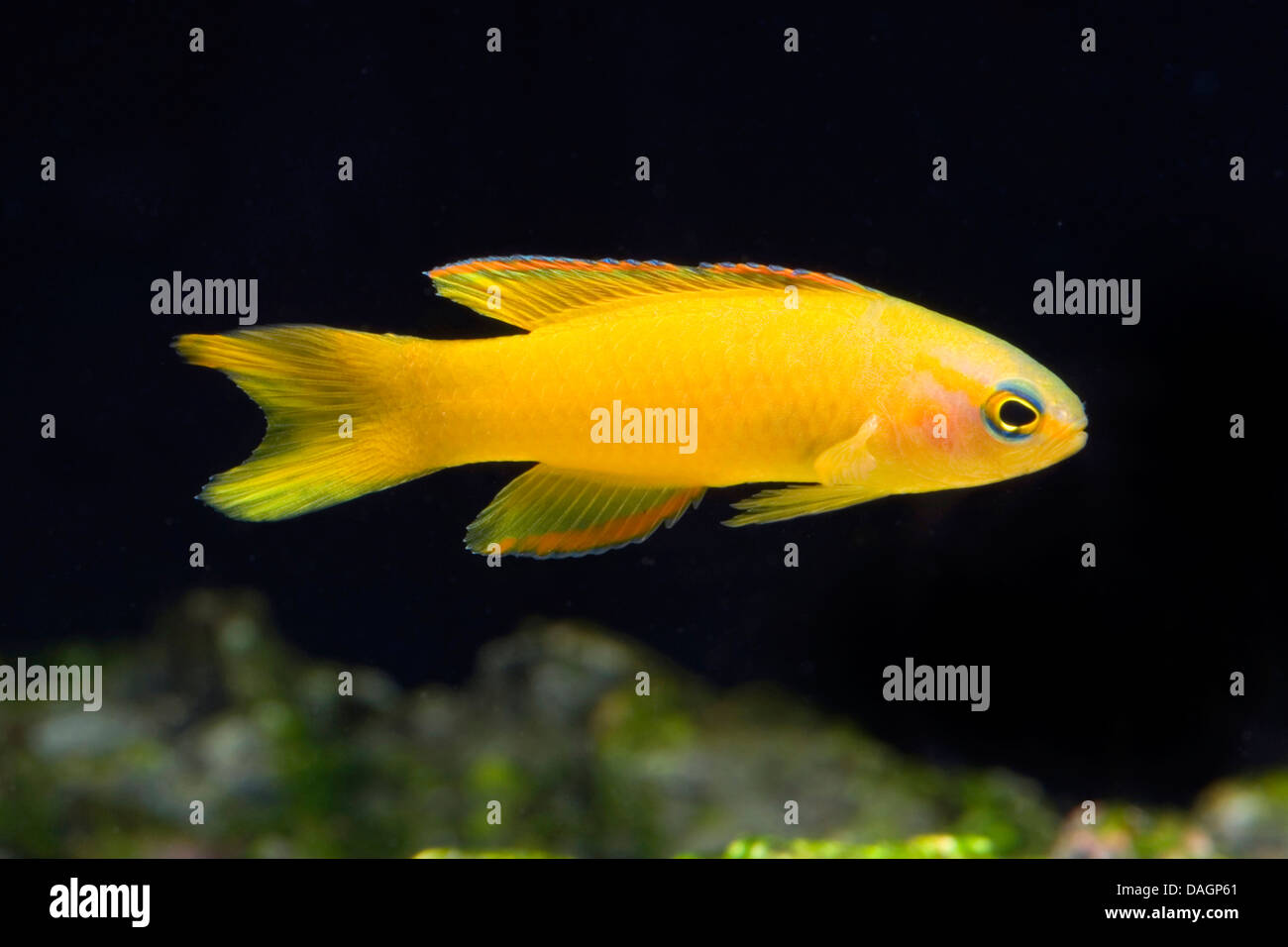 Yellow devilfish (Assessor flavissimus), swimming Stock Photo