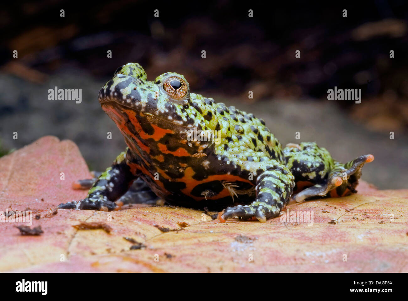 Oriental fire-bellied toad (Bombina orientalis), on a leaf Stock Photo