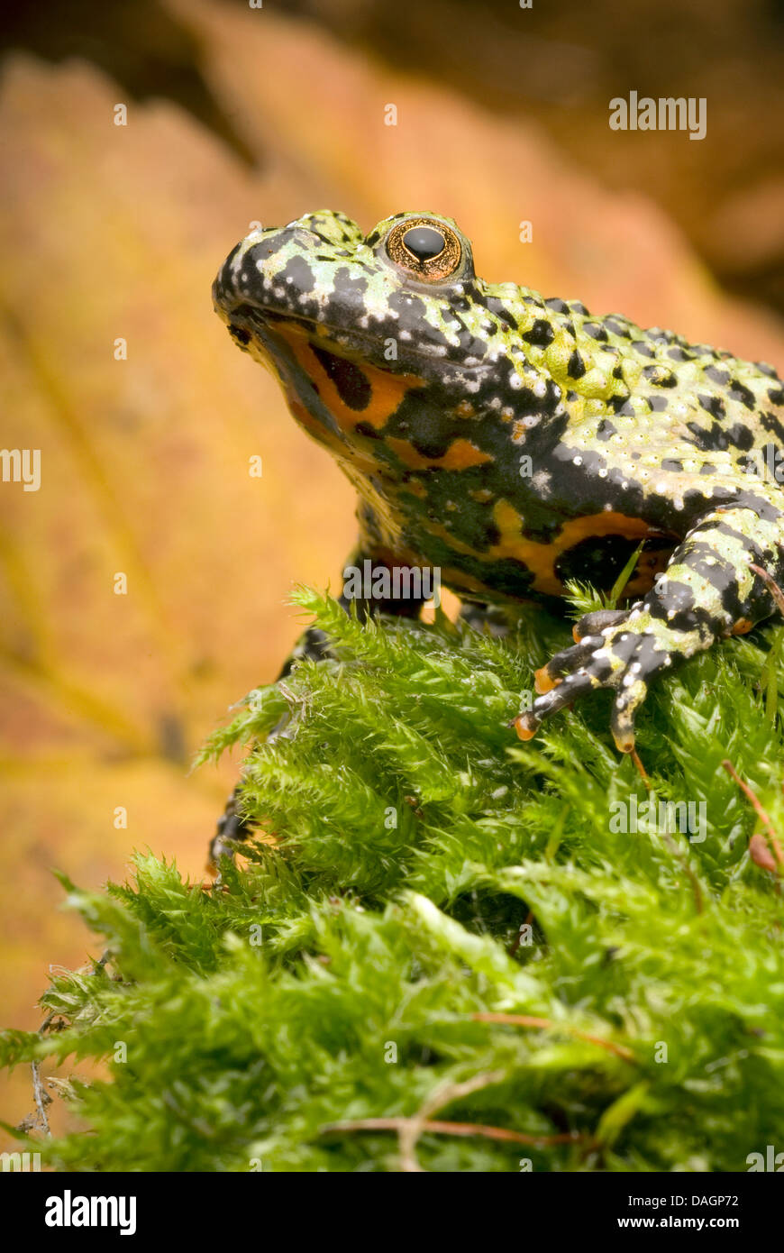 Oriental fire-bellied toad (Bombina orientalis), portrait on moss Stock Photo
