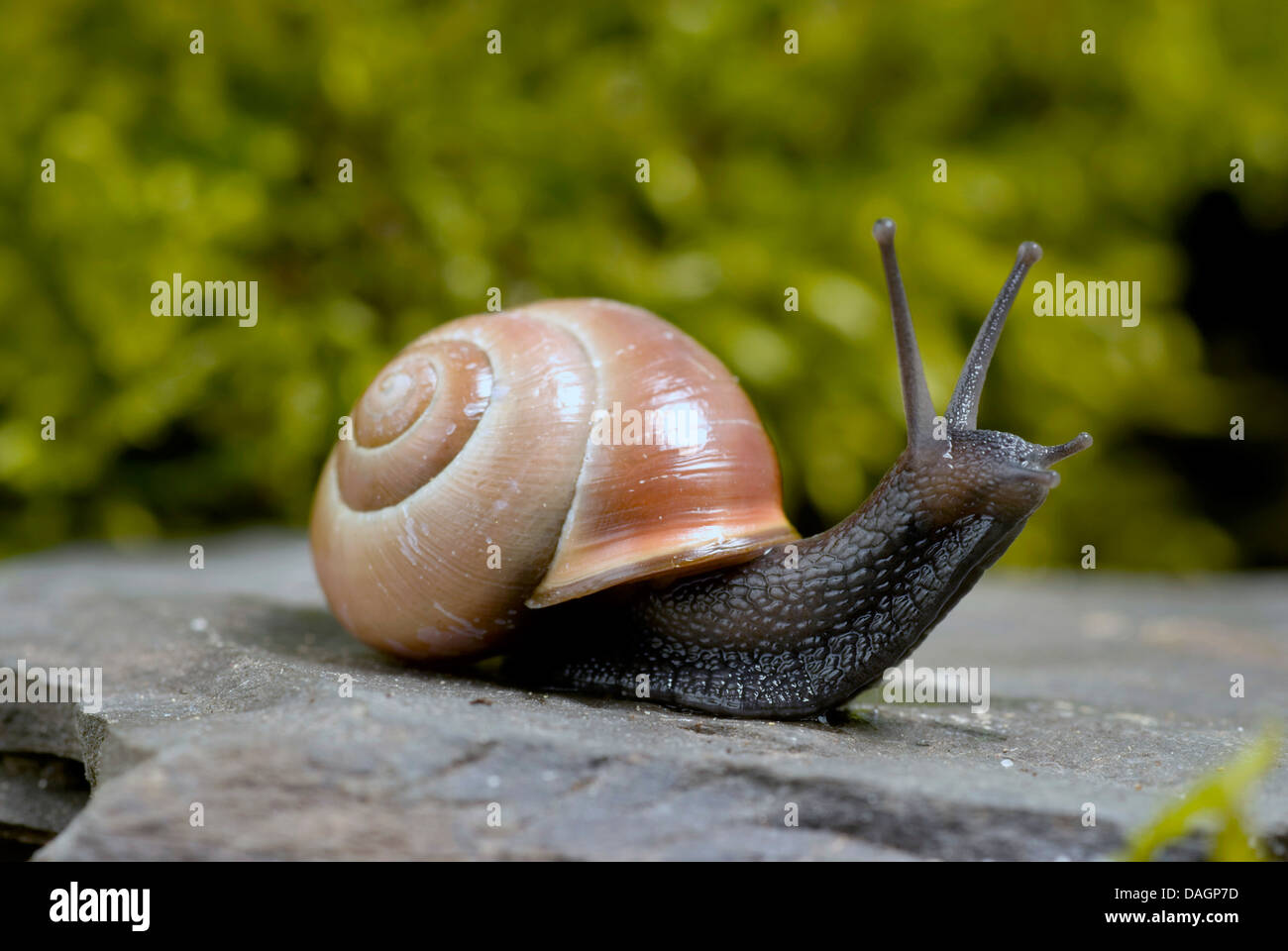 brown-lipped snail, grove snail, grovesnail, English garden snail, larger banded snail, banded wood snail (Cepaea nemoralis), creeping on a stone, Germany Stock Photo