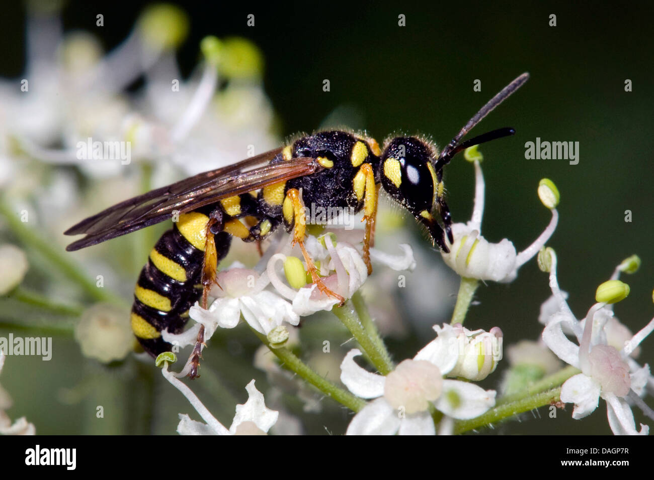 sand-tailed digger wasp (Cerceris arenaria), on white flowers, Germany Stock Photo