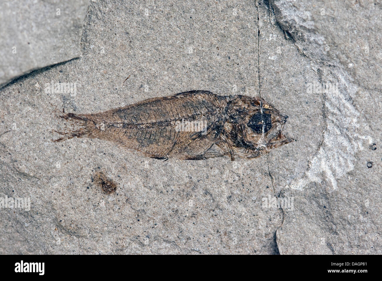 fossilized marine perch from Fur Formation, palaeocene/eocene, Denmark, Limfjord Stock Photo