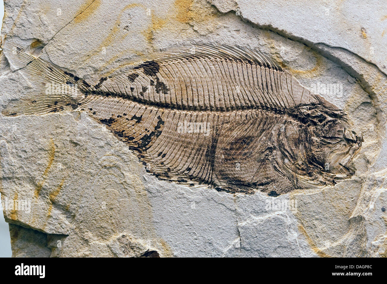 fossilized beardfish from Fur Formation, palaeocene/eocene, Denmark ...