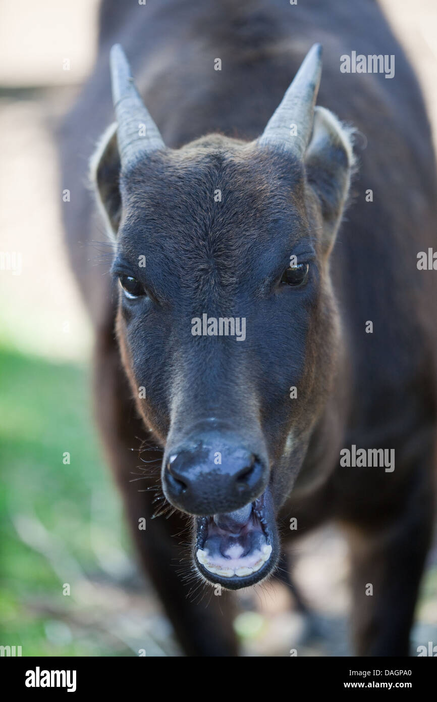 Lowland Anoa (Bubalus depressicornis). Smallest of the wild cattle family, Bovinae. Native to Sulawesi, Buton, Indonesia. Stock Photo