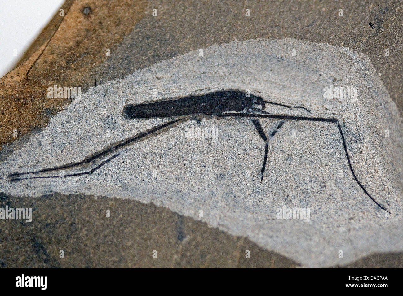 pond skaters, water striders, pond skippers (Gerridae, Gerris spec.), fossilized fish from Fur Formation, palaeocene/eocene, Denmark, Limfjord Stock Photo