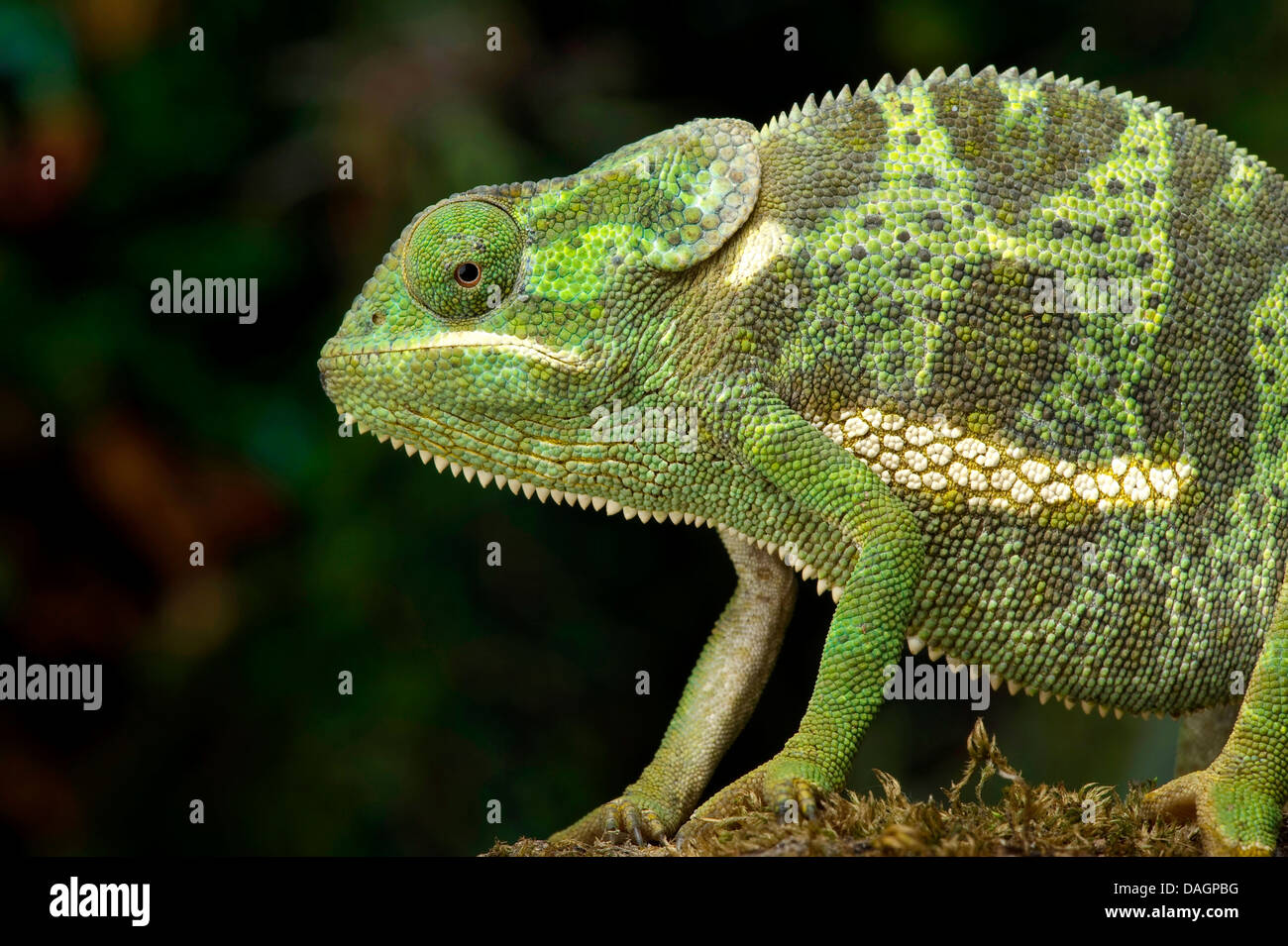 flap-necked chameleon, flapneck chameleon (Chamaeleo dilepis), side view Stock Photo