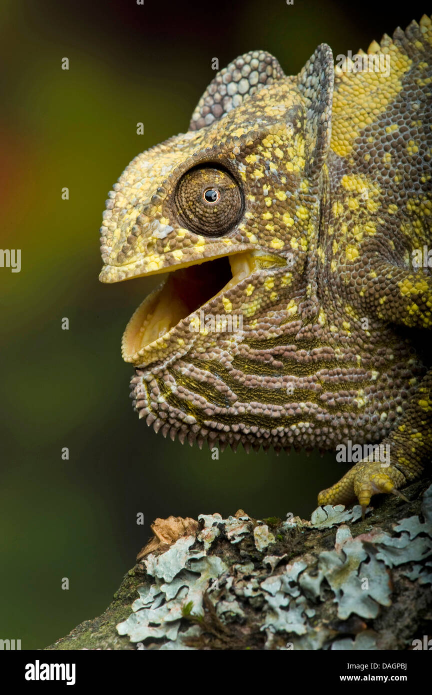 flap-necked chameleon, flapneck chameleon (Chamaeleo dilepis), with open mouth Stock Photo