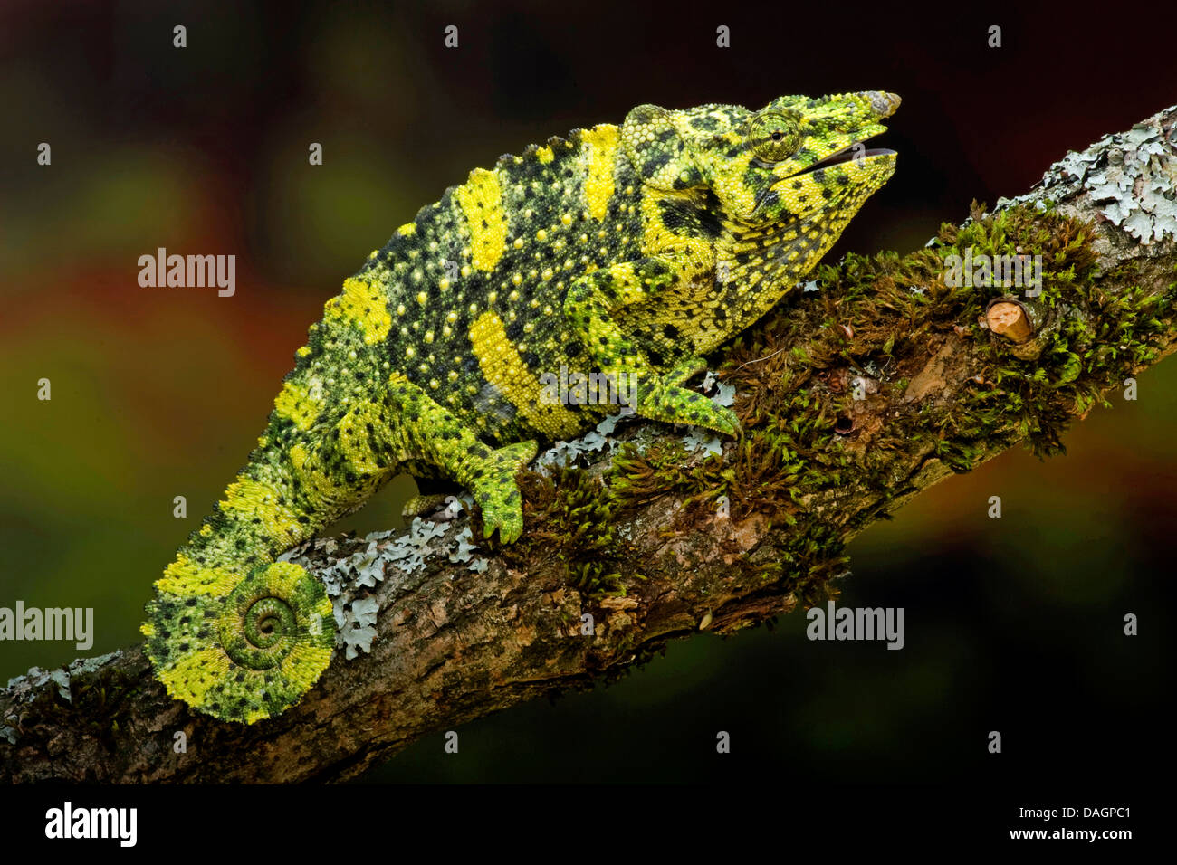 Meller's chameleon (Chamaeleo melleri), on branch Stock Photo