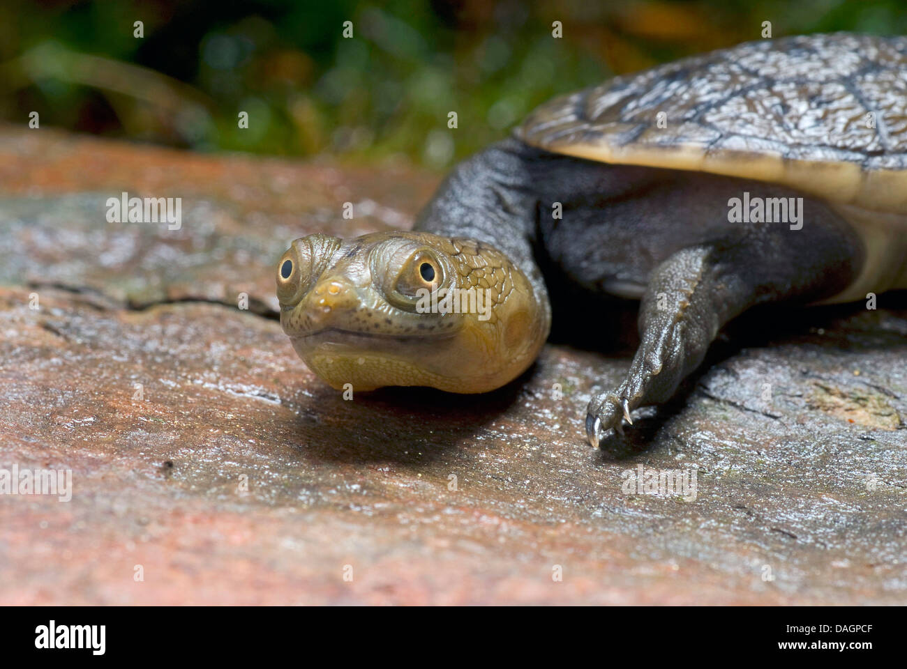 Siebenrock's snake-necked turtle (Chelodina siebenrocki), portrait Stock Photo