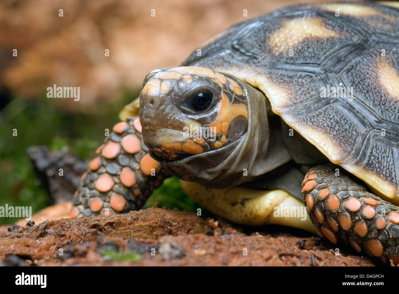 Red-footed tortoise, South American red-footed tortoise, Coal tortoise (Geochelone carbonaria, Testudo carbonaria, Chelonoidis carbonaria), portrait Stock Photo