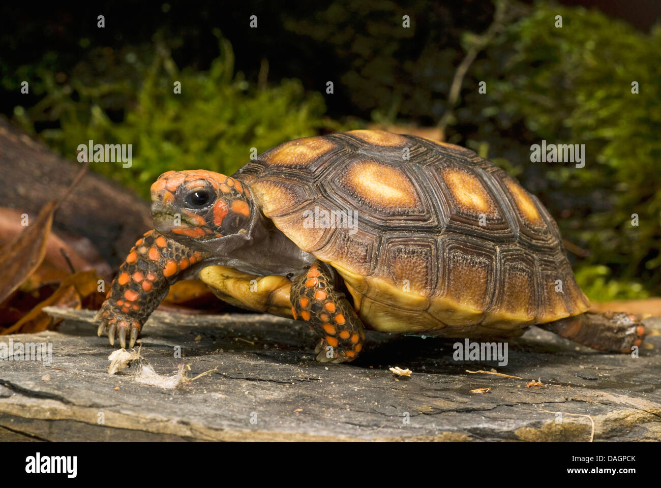 Red-footed tortoise, South American red-footed tortoise, Coal tortoise (Geochelone carbonaria, Testudo carbonaria, Chelonoidis carbonaria), walking Stock Photo