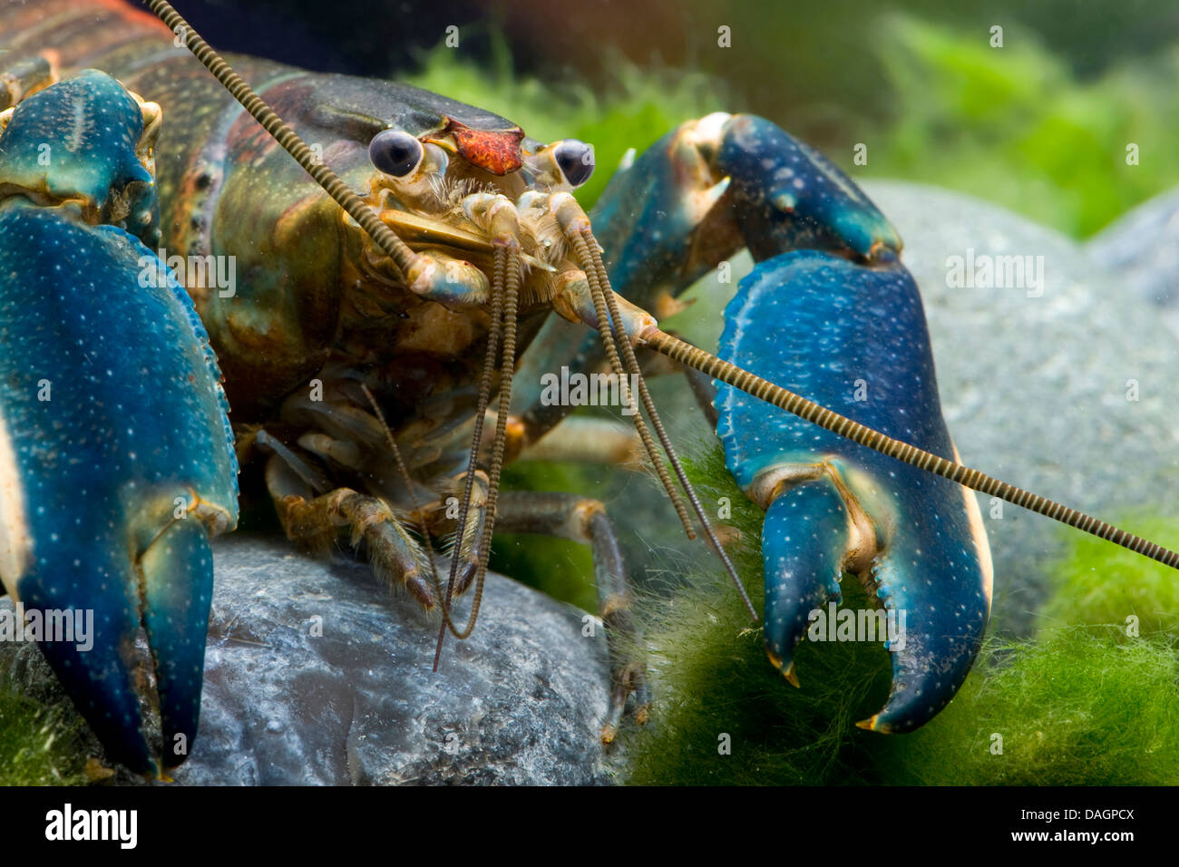 lobster (Cherax spec.), portrait Stock Photo