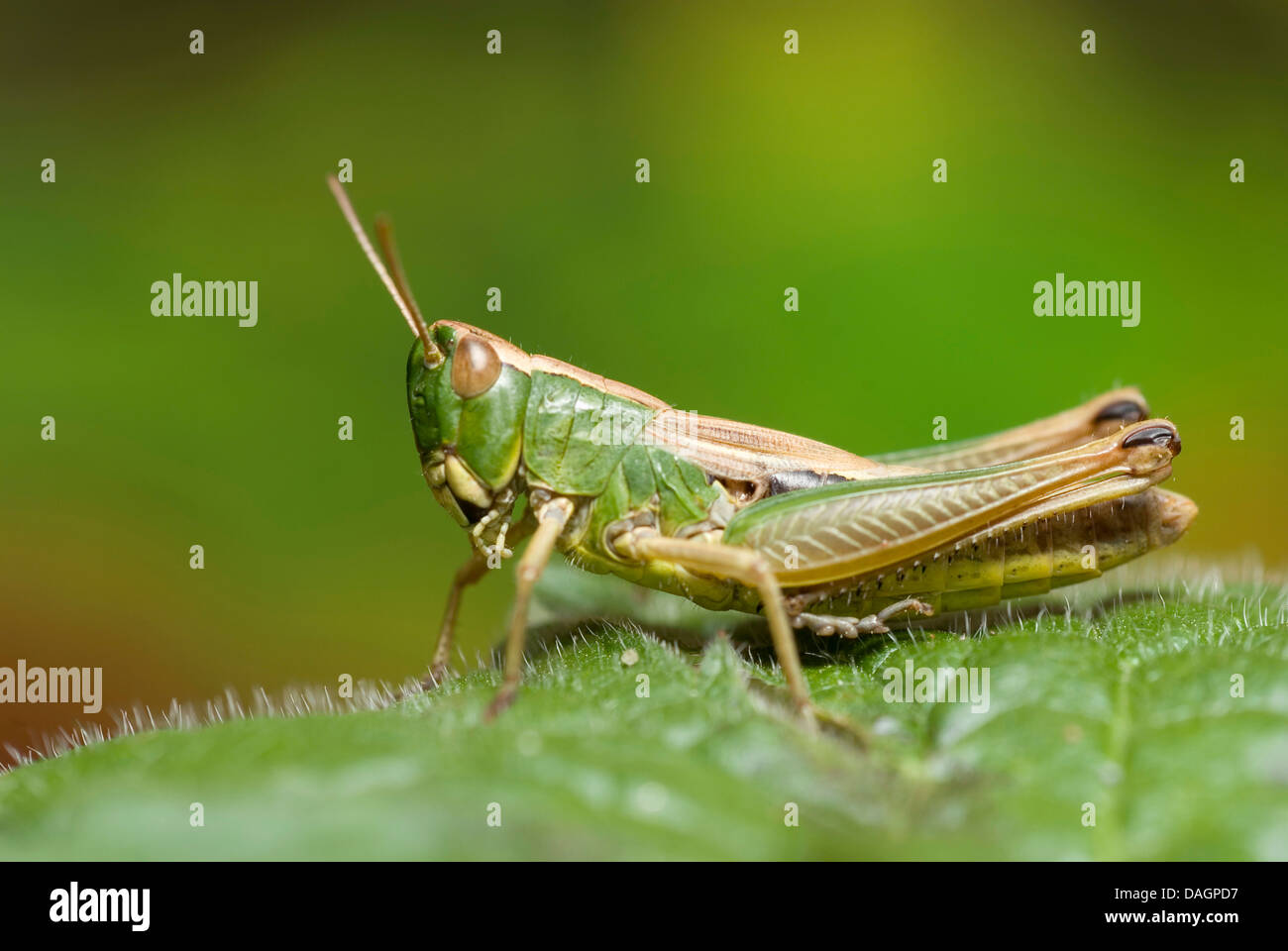 common meadow grasshopper (Chorthippus parallelus), sitting on a leaf, Germany Stock Photo