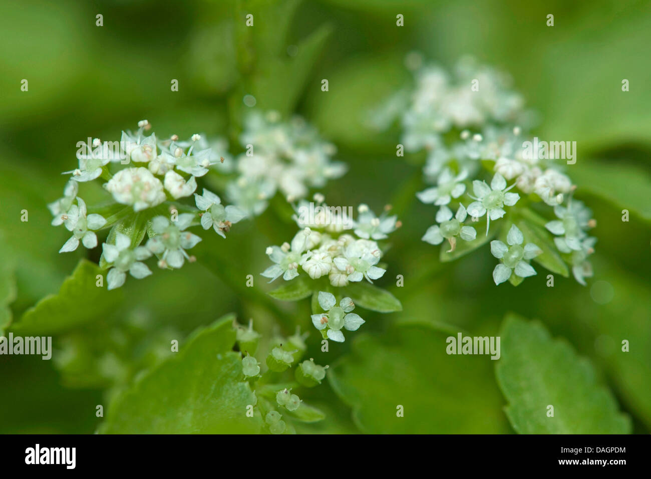 fool's water-cress (Apium nodiflorum), blooming Stock Photo