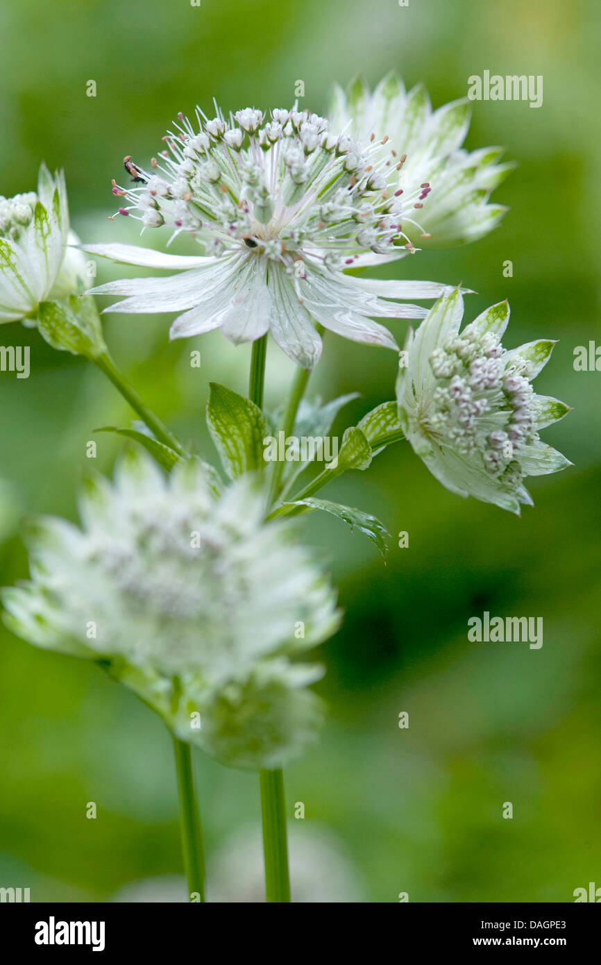 great masterwort (Astrantia major), blooming, Germany Stock Photo