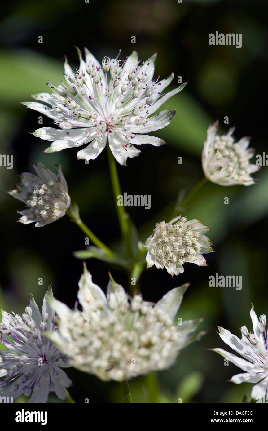 great masterwort (Astrantia major), blooming, Germany Stock Photo