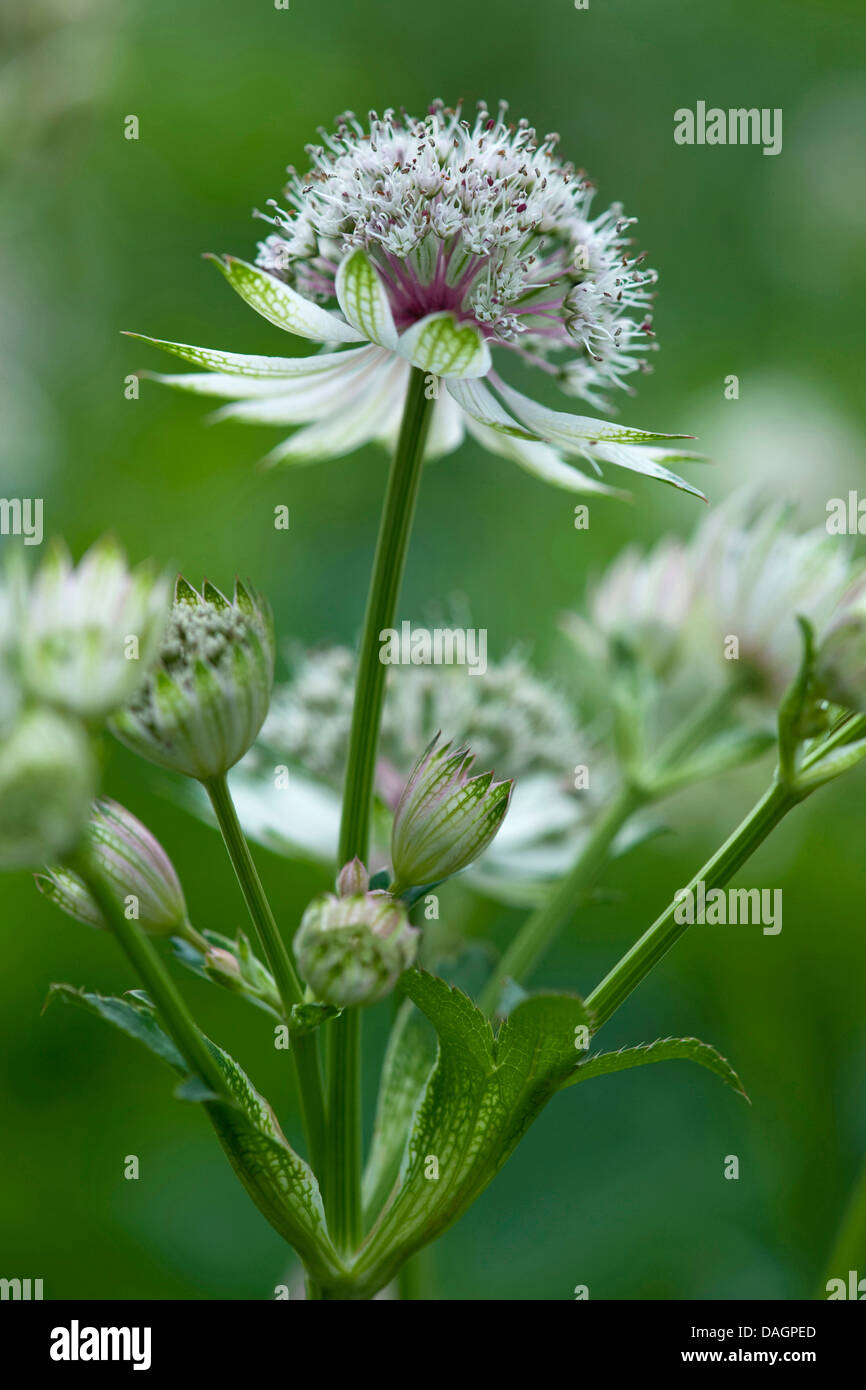 great masterwort (Astrantia major), blooming, Germany Stock Photo