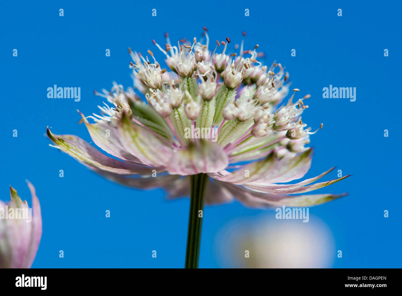 great masterwort (Astrantia major), inflorescence, Germany Stock Photo