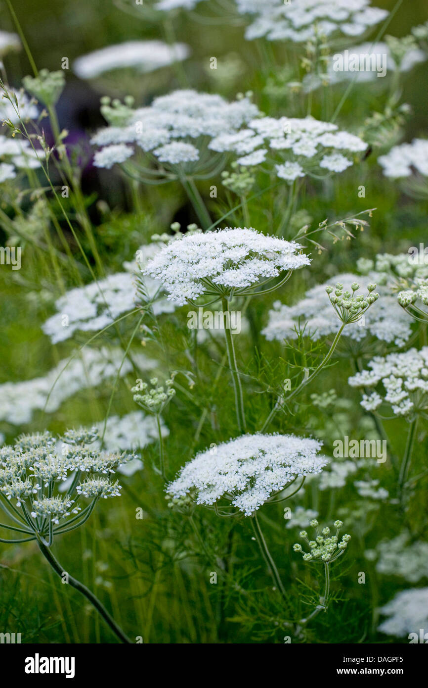 candy carrot (Athamanta cretensis), blooming, Germany Stock Photo