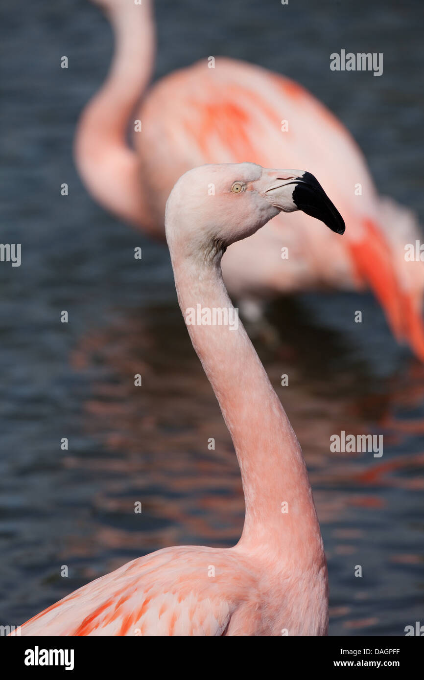 Chilean Flamingo (Phoenicopterus chilensis). Showing extensive area of black, half to two thirds of the bill terminal end. Stock Photo
