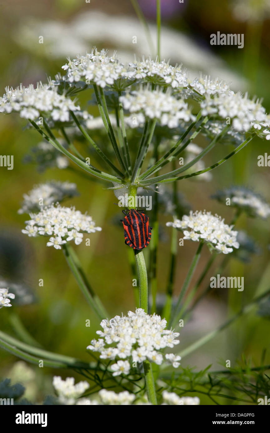 candy carrot (Athamanta cretensis), blooming, with bug, Graphosoma lineatum, Germany Stock Photo