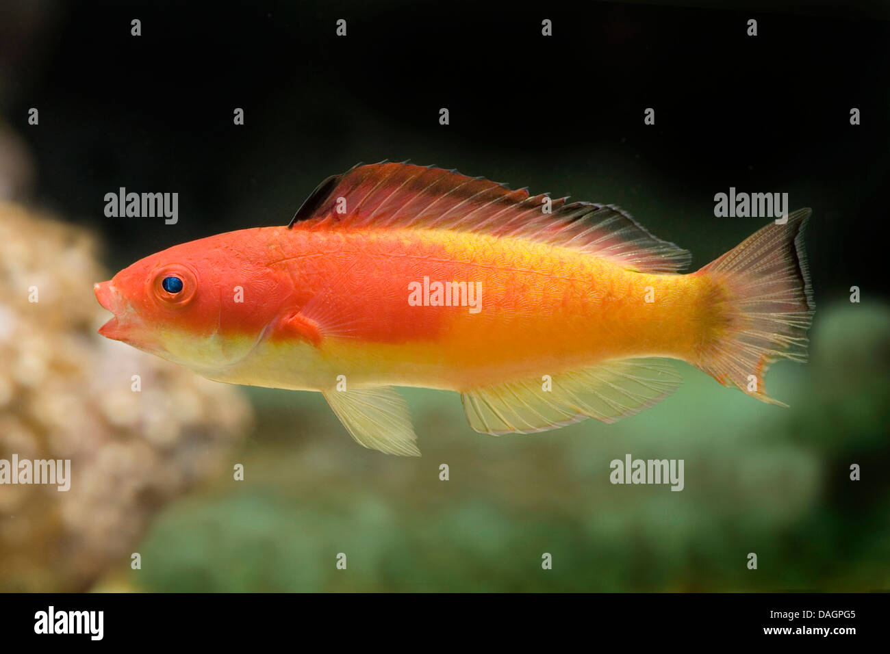 Deep Sea Fairy Wrasse (Cirrhilabrus bathyphilus), swimming Stock Photo