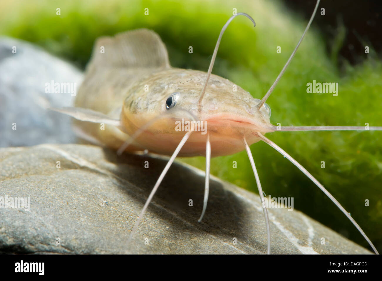 Walking catfish, Broadmouth catfish (Clarias batrachus), portrait Stock Photo