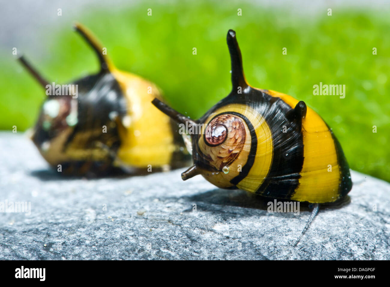 Clithon (Clithon spec), two snails on a stone Stock Photo