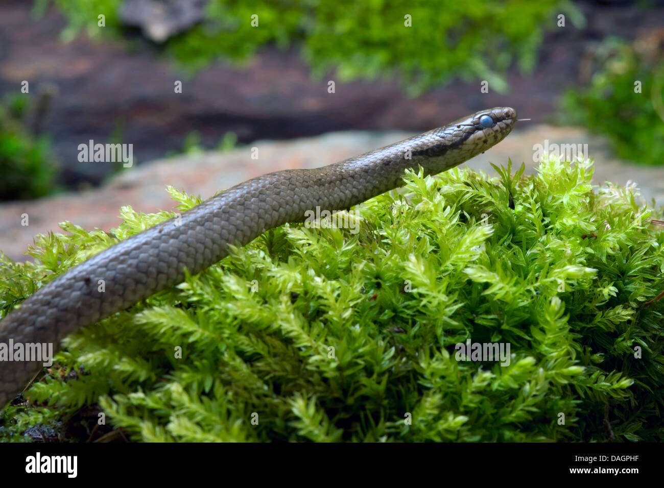 smooth snake (Coronella austriaca), on moss, Germany Stock Photo