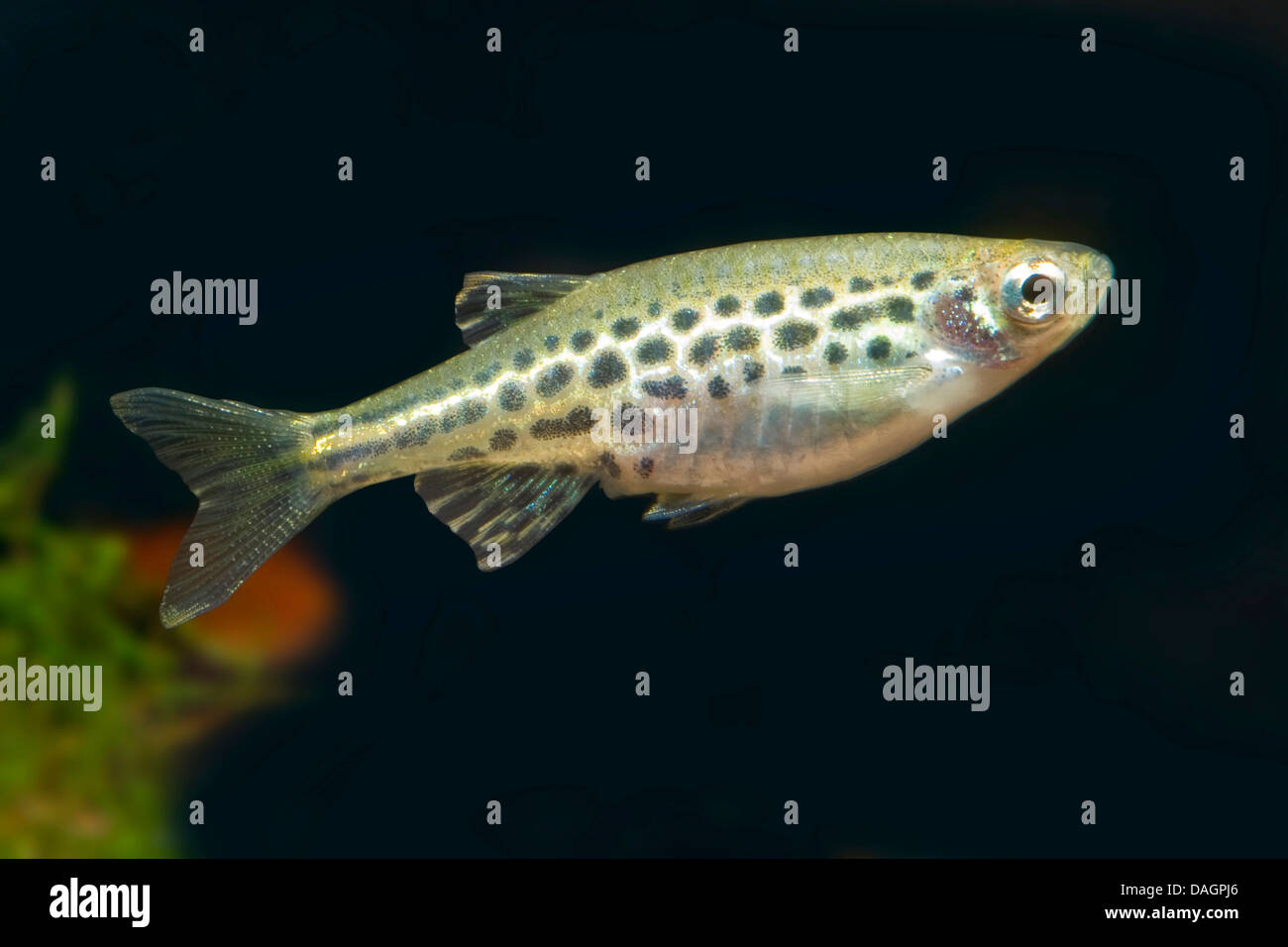 Gold ring danios hires stock photography and images Alamy