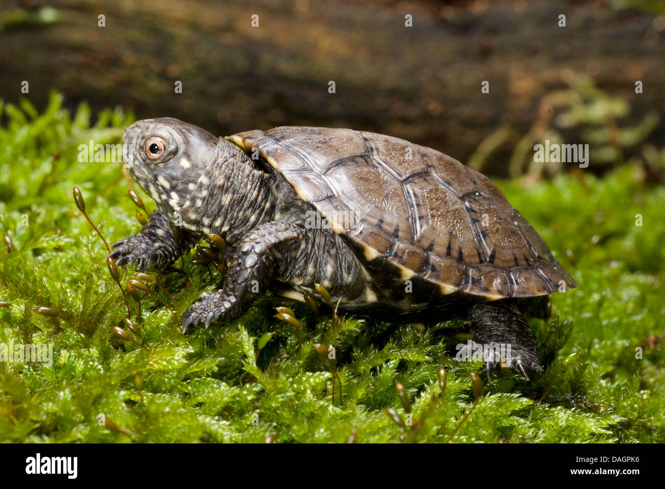 European pond terrapin, European pond turtle, European pond tortoise (Emys orbicularis), on moss Stock Photo