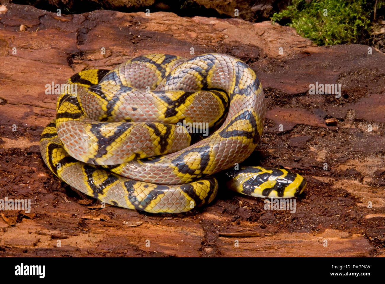 Mandarin Ratsnake, Japanese Forest Rat Snake (Euprepiophis mandarinus, Elaphe mandarina), rolled-up Stock Photo