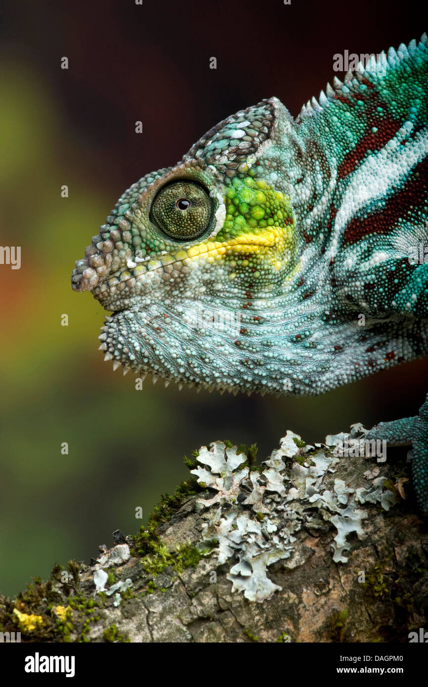 Panther chameleon (Furcifer pardalis, Chamaeleo pardalis), on a twig Stock Photo