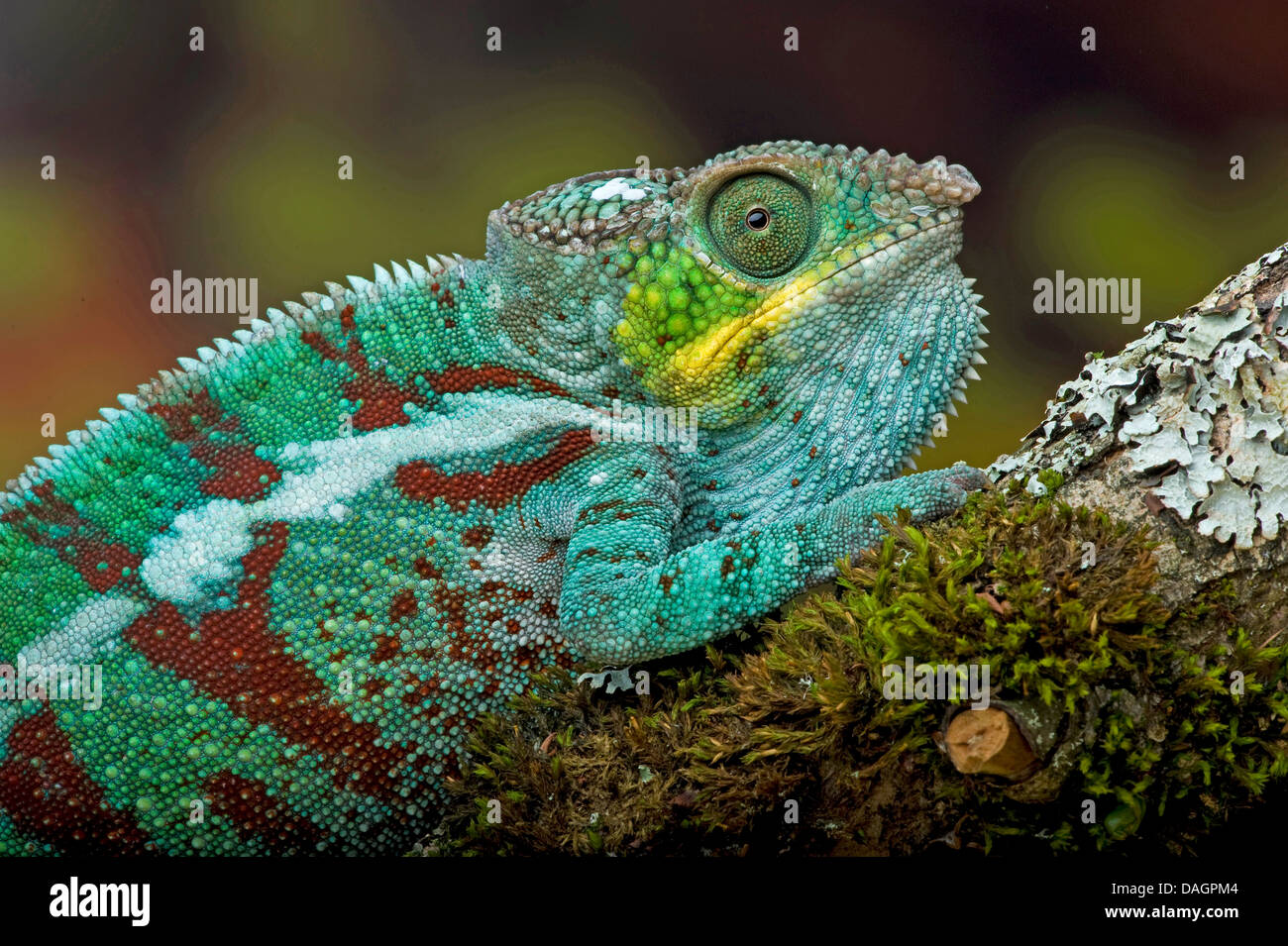 Panther chameleon (Furcifer pardalis, Chamaeleo pardalis), sitting on a twig Stock Photo