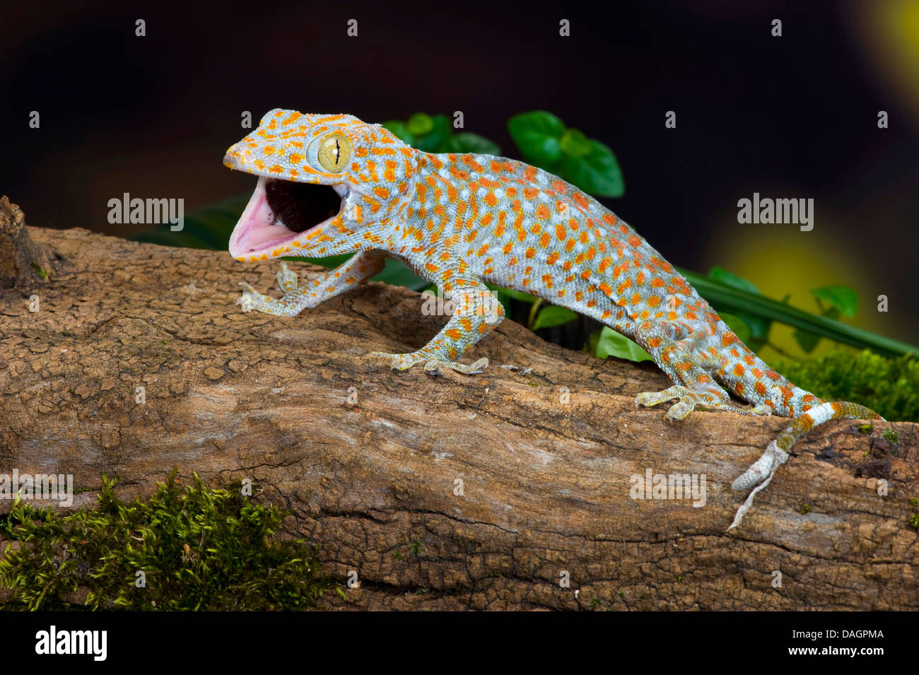 tokay gecko, tokee (Gekko gecko, Gecko gecko), Pied Granite Stock Photo