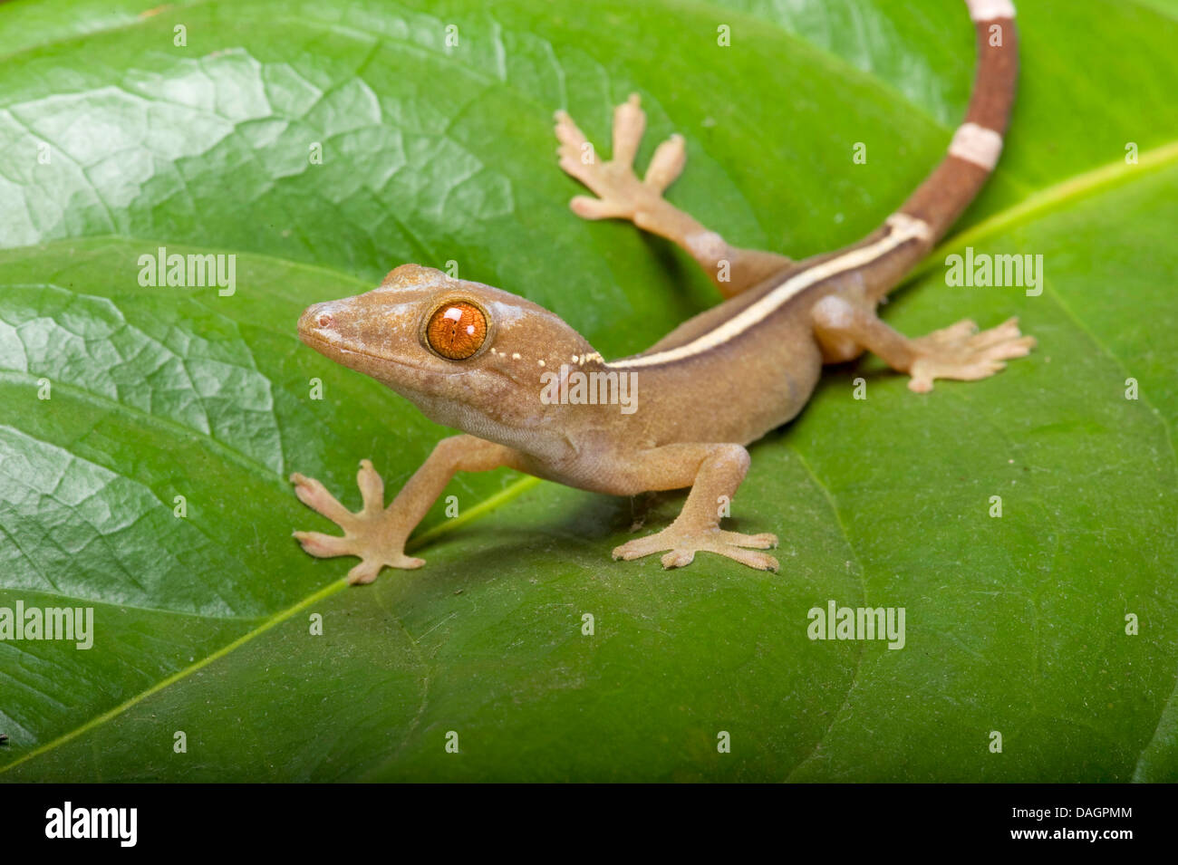 White-Line Gecko (Gekko vittatus), on a leaf Stock Photo
