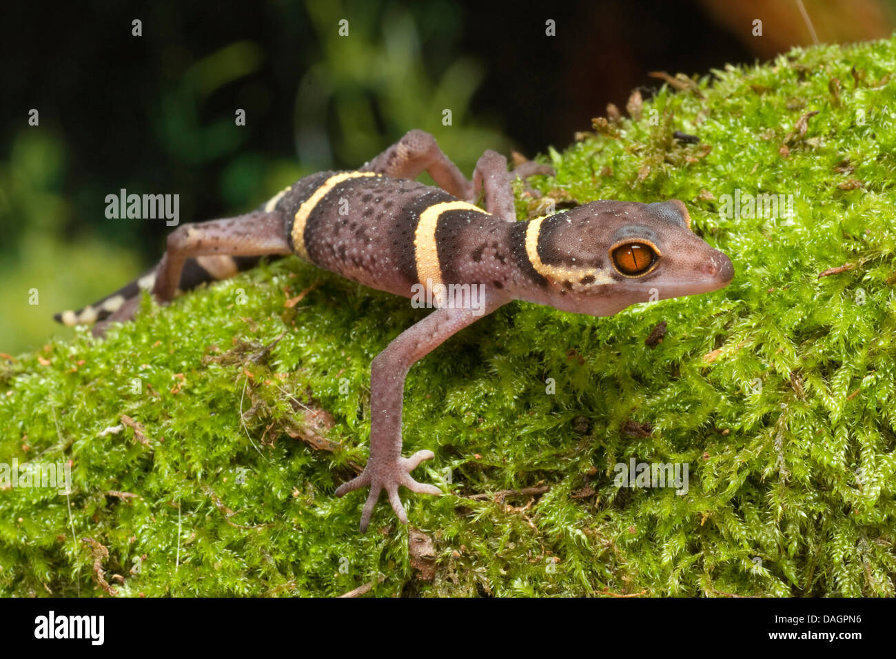 Japanese Ground Gecko (Goniurosaurus hainanensis), on moss Stock Photo