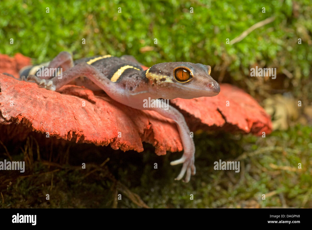 Japanese Ground Gecko (Goniurosaurus hainanensis), on bark Stock Photo