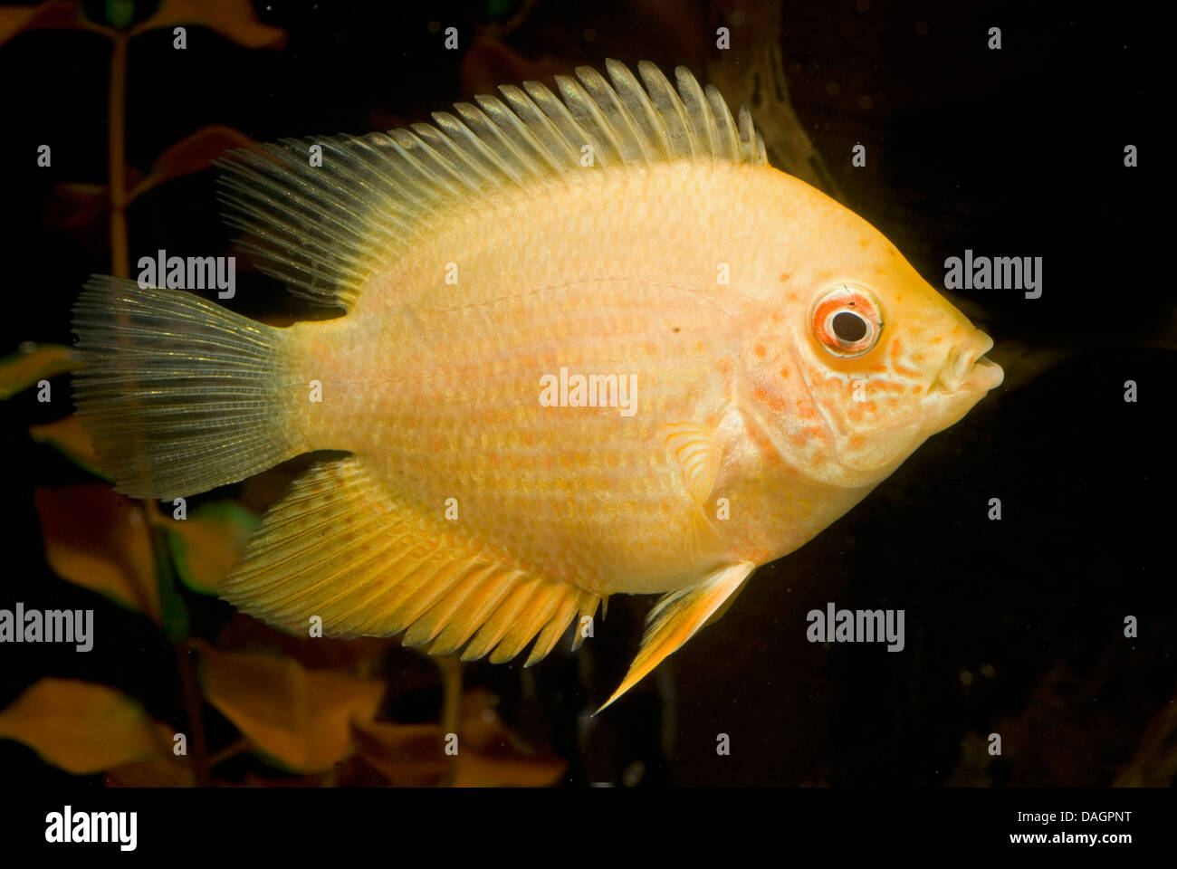 banded cichlid, convict fish, deacon, severum, striped cichlid (Cichlasoma severum, Heros severus ), breed gold Stock Photo