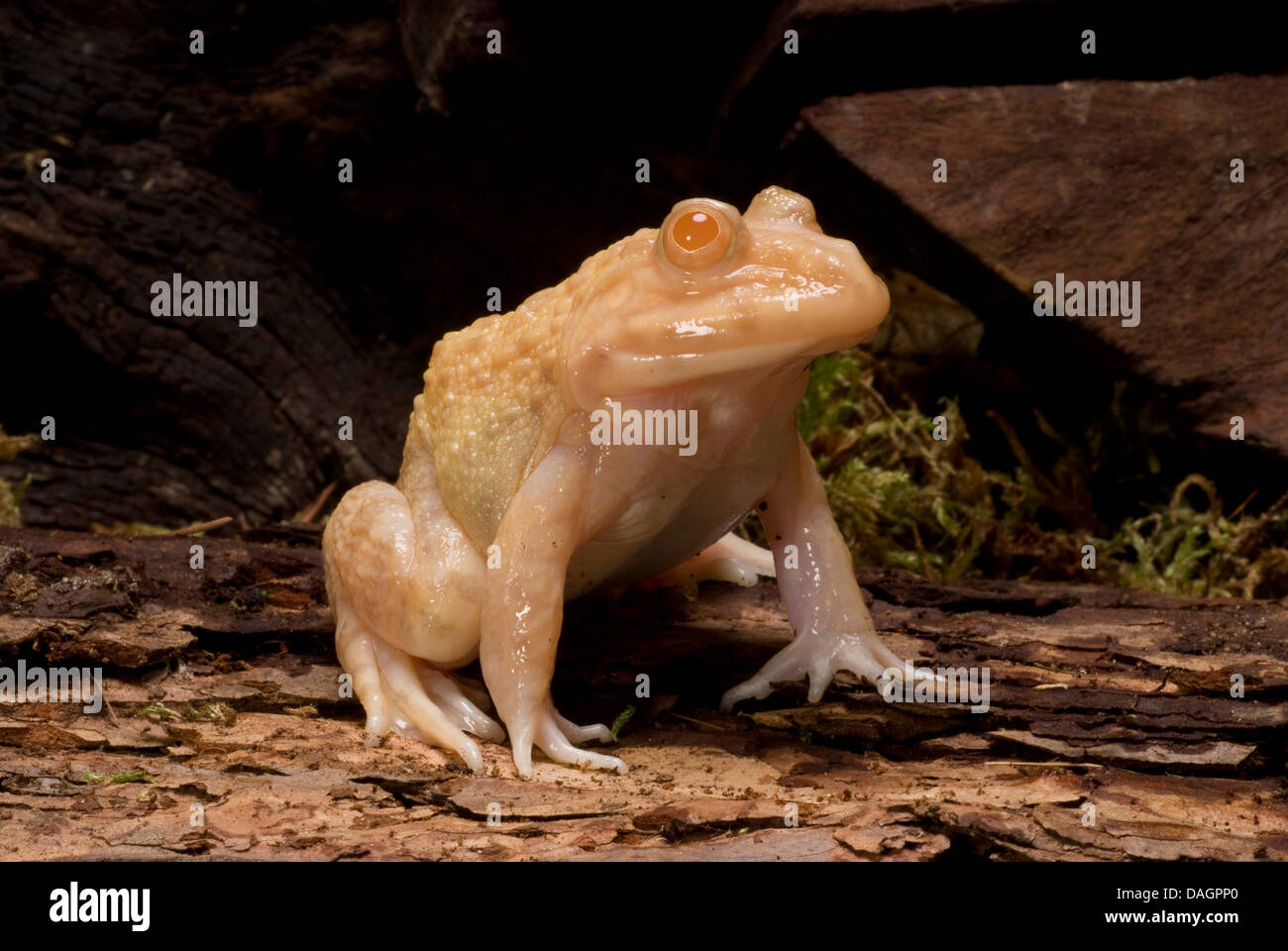 East Asian Bullfrog,Taiwanese Frog (Hoplobatrachus rugulosus), albino Stock Photo