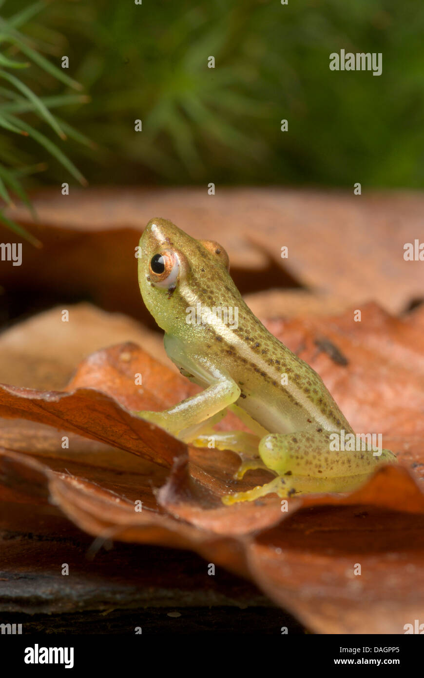 Longnose Reed Frog, Sharp-nosed African reed frog (Hyperolius nasutus), on limp leaf Stock Photo