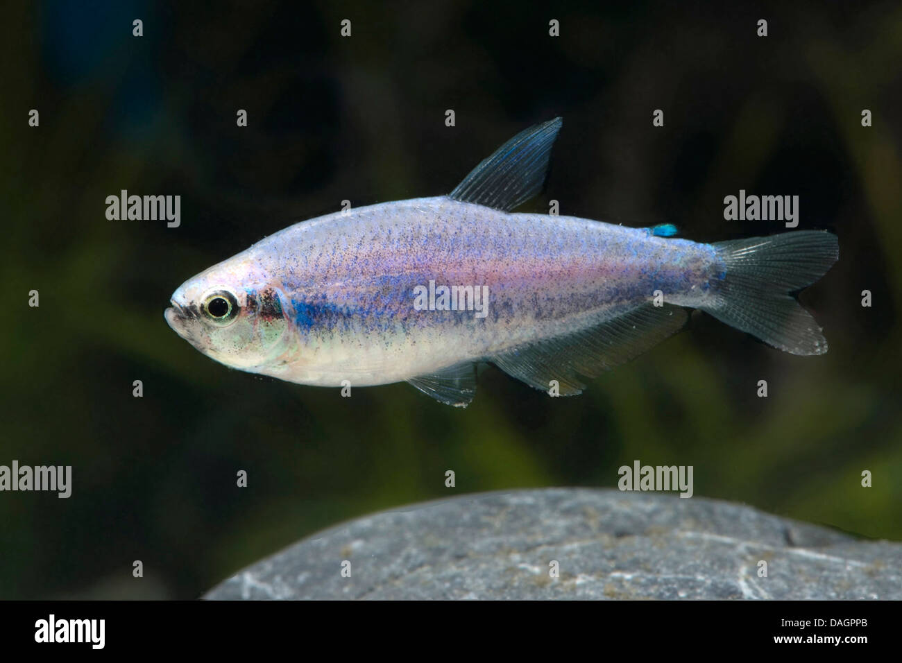 Kerri tetra, blue emperor (Inpaichthys kerri), swimming Stock Photo