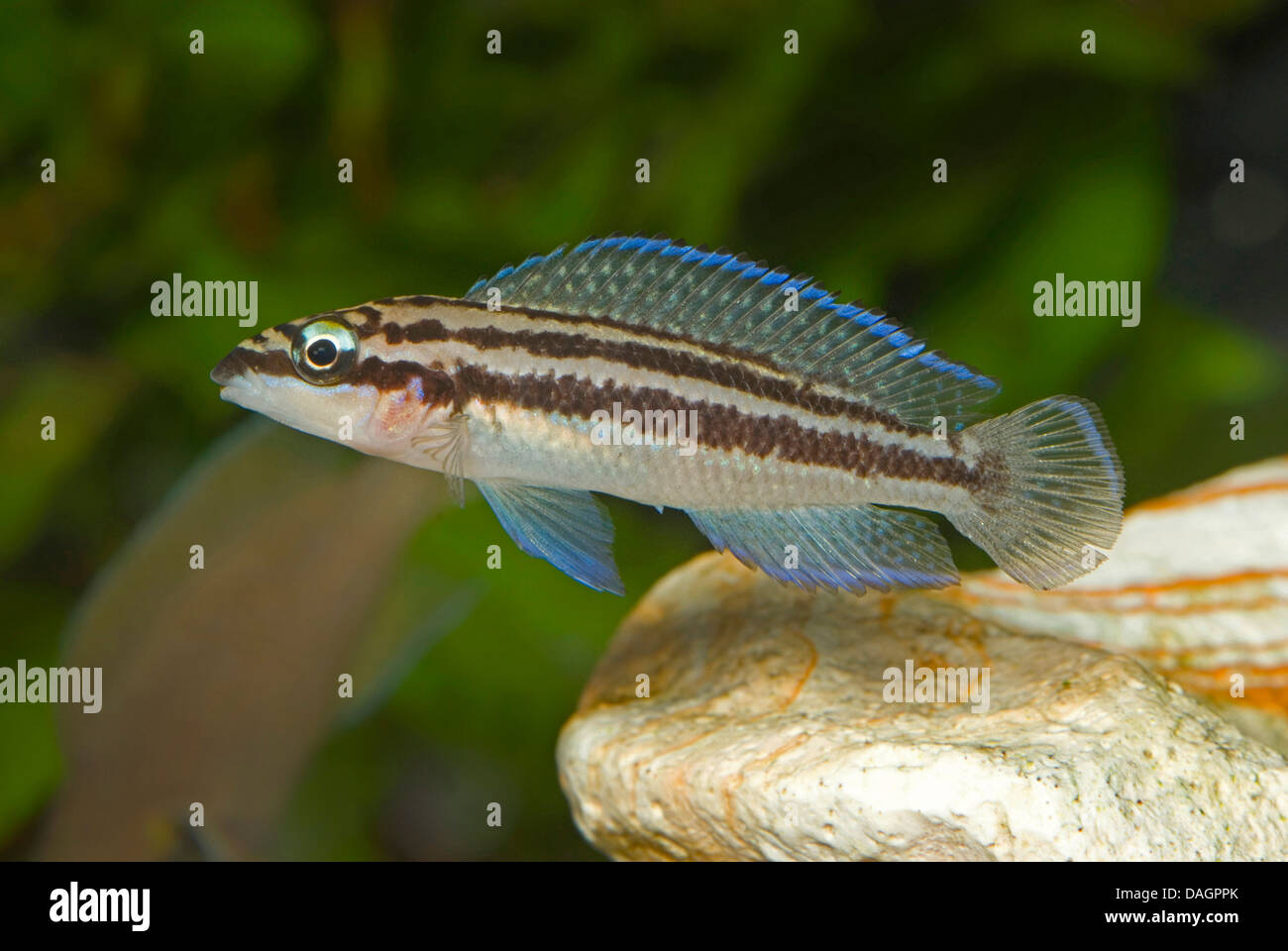 Dickfeld's Slender-Cichlid (Julidochromis dickfeldi), swimming Stock Photo
