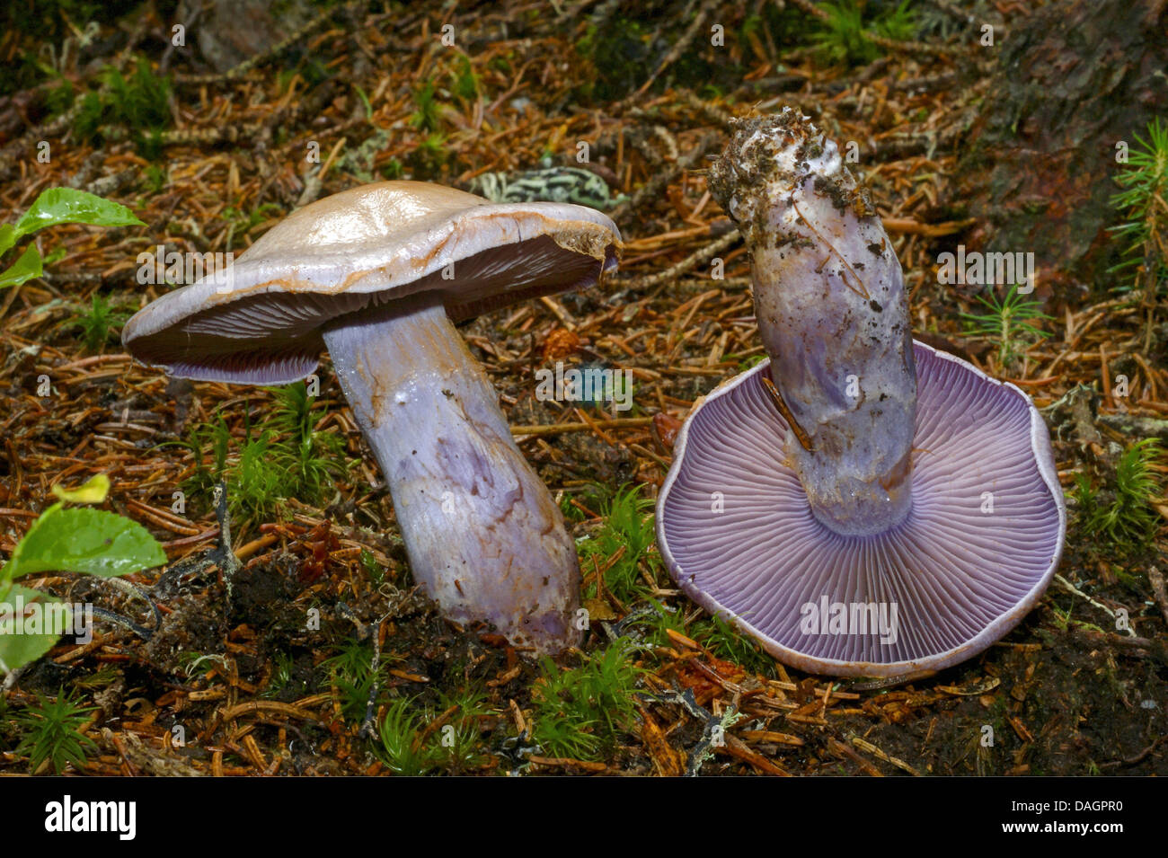 wood blewit (Lepista nuda), fruiting bodies on forest ground, Germany, North Rhine-Westphalia, Bergisches Land Stock Photo